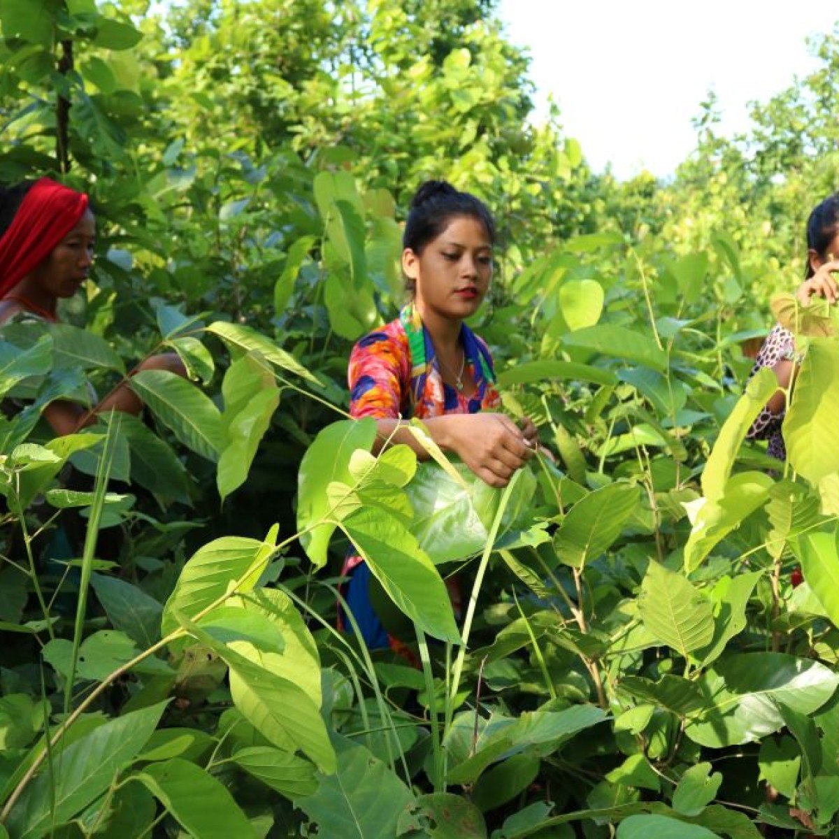 Women Involved to collect Leaf